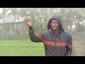 আমাদের চালের ফিল্ডের প্রজেক্ট