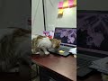 video ku bana raha hai khane de n 🤐 #cat #funny #comedy #cute #story