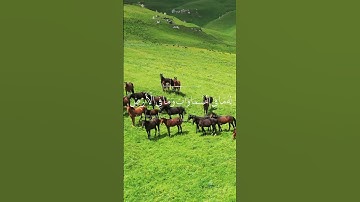 سورة البقرة #آية_الكرسي القارئ الشيخ رعد الكردي [ البقرة: 255]