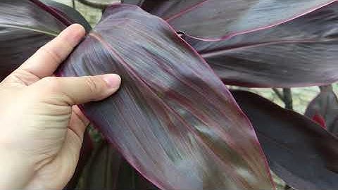 trị rong kinh bằng cây huyết dụ  hiệu quả chỉ sau 2 tuần