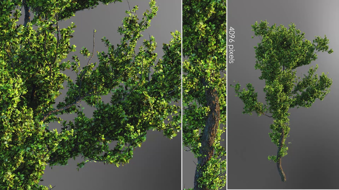 4k Tree Grow Time Lapse YouTube 4k Tree Grow Time Lapse YouTube