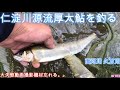 仁淀川源流厚太鮎を釣る！/ 田舎暮一記の釣り日記