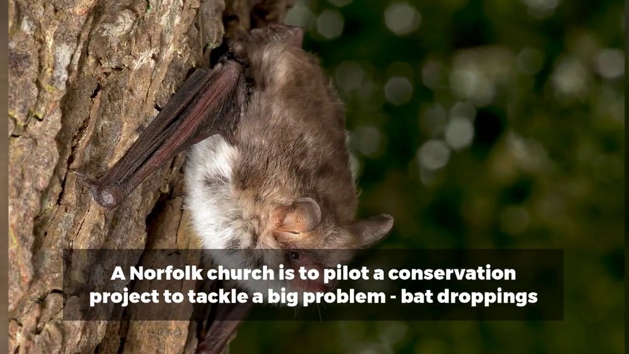bats flying in the daytime Pioneering project to tackle church bat dropping problem