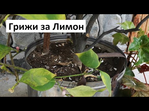 Видео: Сезон на цъфтеж на цитрусови плодове: Кога цъфтят цитрусовите цветове