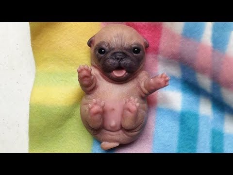 best-of-cute-puppies-and-kittens-|-cute-baby-animal-|-funny-everyday-complation