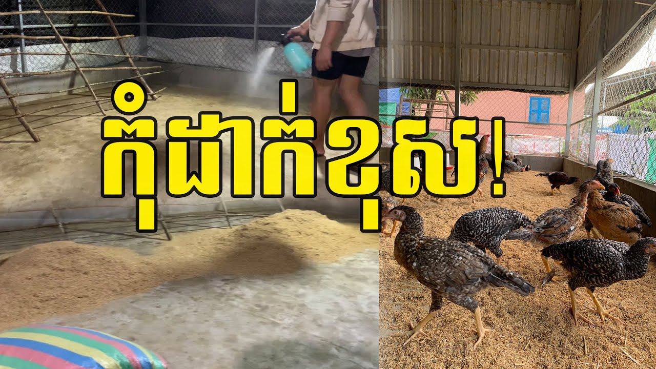 មុនដាក់មេពូជថ្មី ត្រូវដឹងចំណុចនេះ