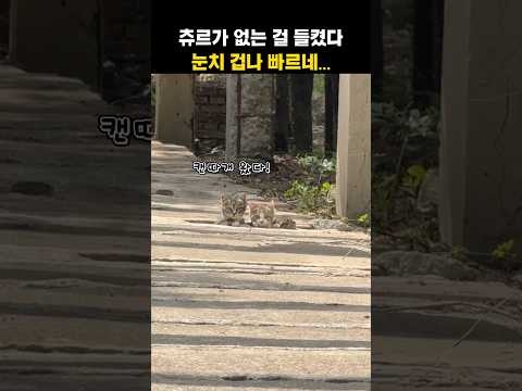 츄르 없으면 절대 안옴#고양이 #cat #길냥이 thumbnail