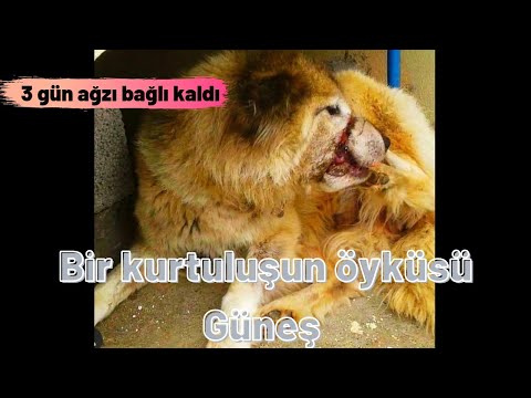 Video: Çift Yaralı Bir Sokak Köpeğini Kurtarmak İçin Balayını İptal Ediyor