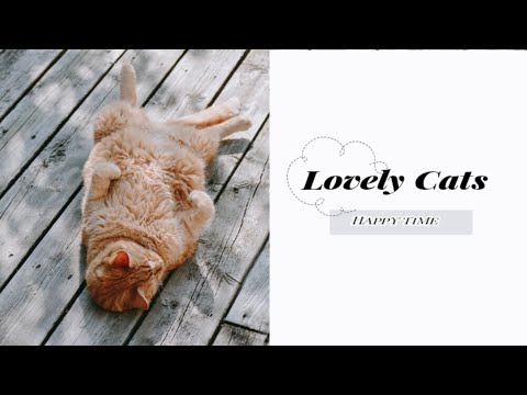 Lovely Cats | Caring Cats