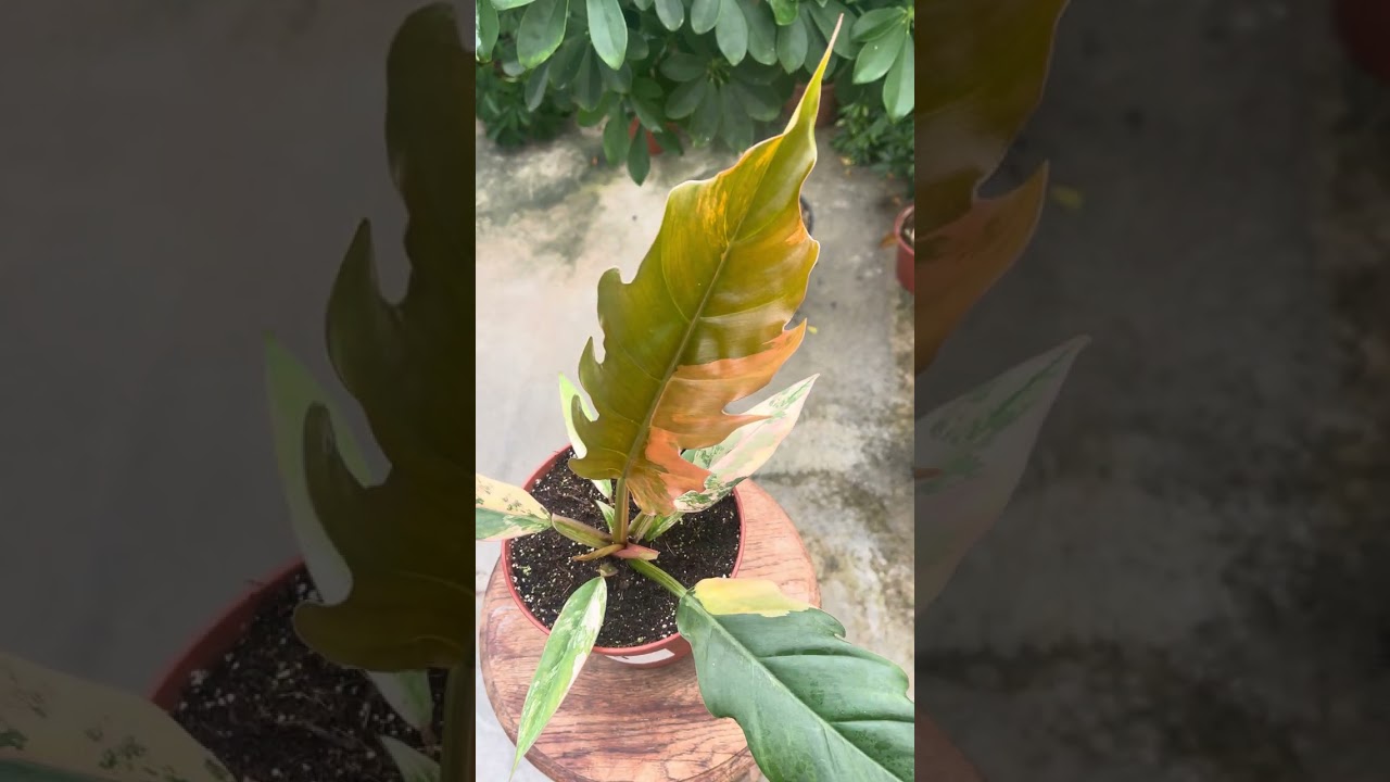 Shop Philodendron #004 - Caramel Marble M online | PLNTS.com
