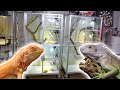 10匹以上のイグアナを飼育するイグアナマニアの革新的な飼育方法とは