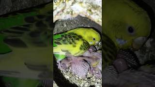 My New Business 😡😡 Breeding progress (P-1) #budgies #viral #parakeet #trandingshorts