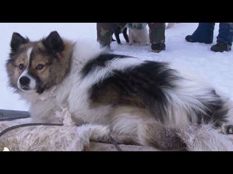 На Крайнем Севере хотят возродить породу ненецкой оленегонной лайки