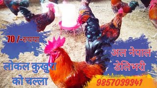 50% दाना कम लाग्छ//लोकल कुखुरा लाई बाहिर छोडेर पाल्ने तरीका|| Free range chiken farm||