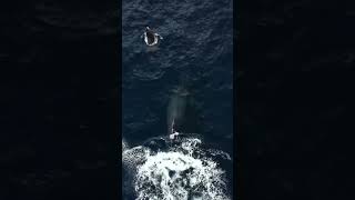 Whale Slaps Tail 🐋💥 #shorts #whale #drone #ocean #naturelovers #hawaii