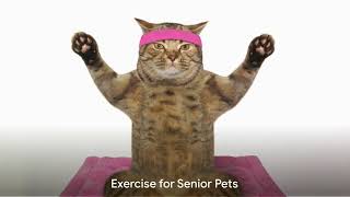 Senior Pets Need Special Care