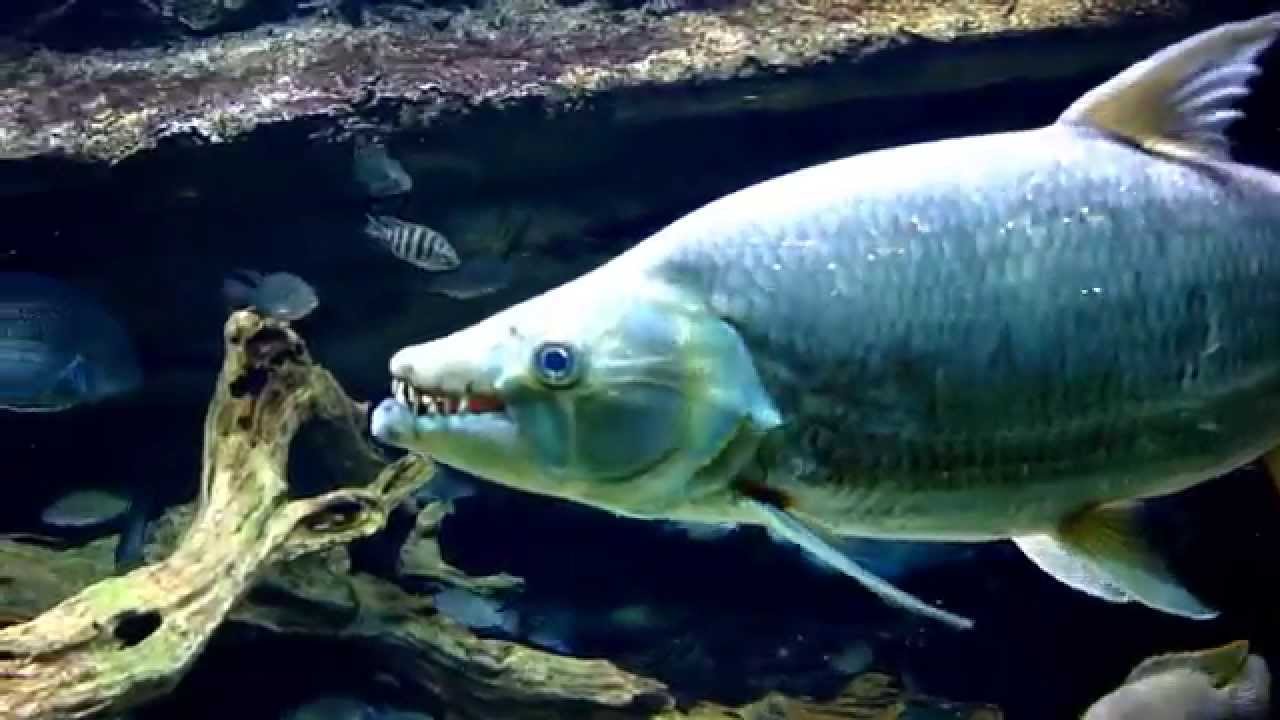 大型魚混泳水槽 Giant Tigerfish Congo River 非洲剛果河白金猛魚 Petvdo 寵物短片網 全世界寵物短片任你睇