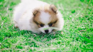 Do Pomeranians have a double coat? by Pomeranian USA 55 views 2 weeks ago 3 minutes, 7 seconds