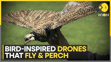 Swiss scientists create tree-hugging drones, UAV with unique perching ability | World News | WION