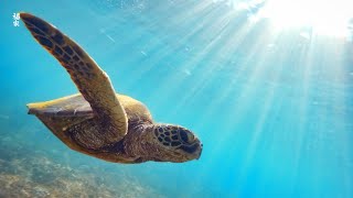 [NEW] 3HR Stunning 4K Underwater footage -Rare \& Colorful Sea Life Video - Relaxing Sleep Music #11