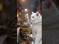 kucing putih imut bertingkah #kucing#cat #kucingimut