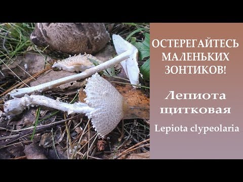 Остерегайтесь маленьких зонтиков! Лепиота щитковая Lepiota clypeolaria.