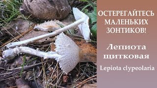:   !     - Lepiota clypeolaria.