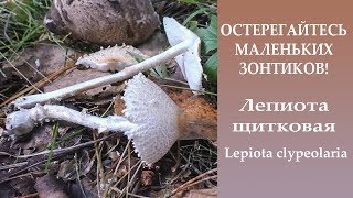 Остерегайтесь маленьких зонтиков!  Лепиота  щитковая - Lepiota clypeolaria.