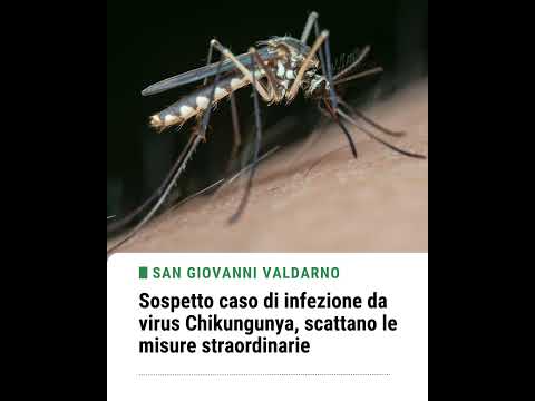 Video Sospetto caso di infezione da virus Chikungunya, scattano le misure straordinarie