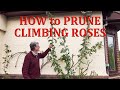 How to Prune Climbing Roses