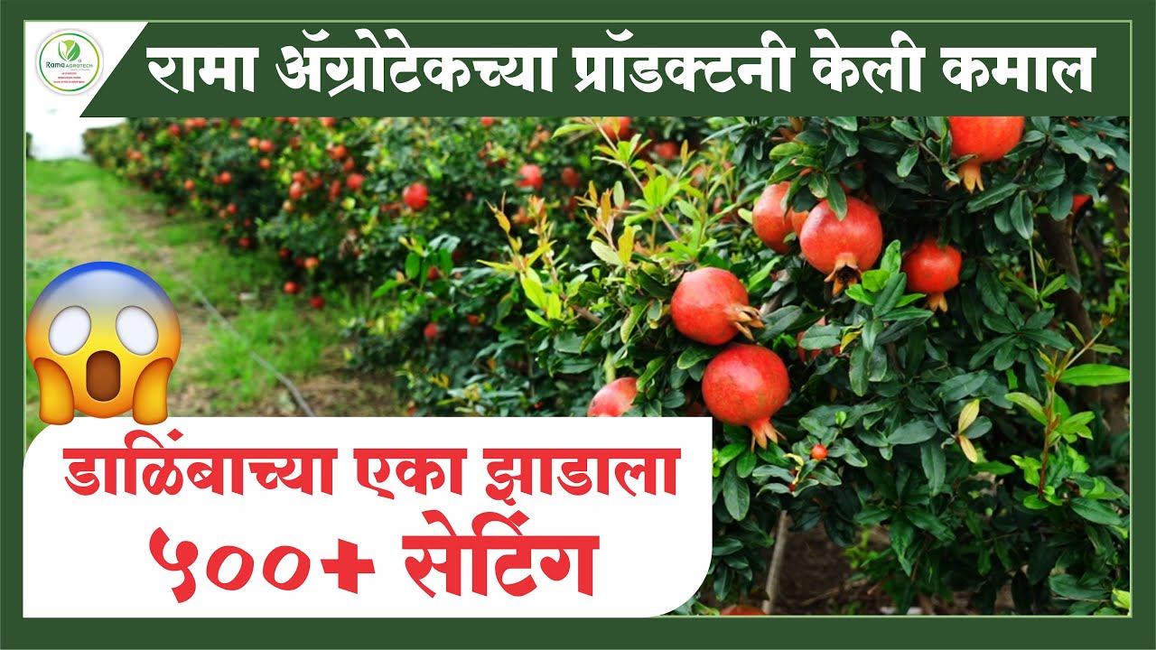 रामा ॲग्रोटेकच्या प्रॉडक्टनी केली कमाल डाळिंबाच्या एका झाडाला ५००+ सेटिंग | Rama Agrotech