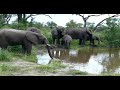 Elephants drinking water get a little too close to our vehicle