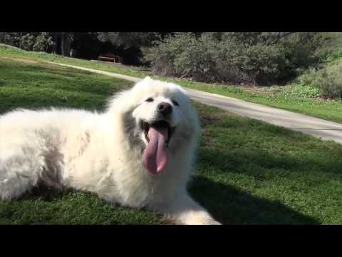 Mayte’s dogs at the Park in LA camera iphone 8 plus apk