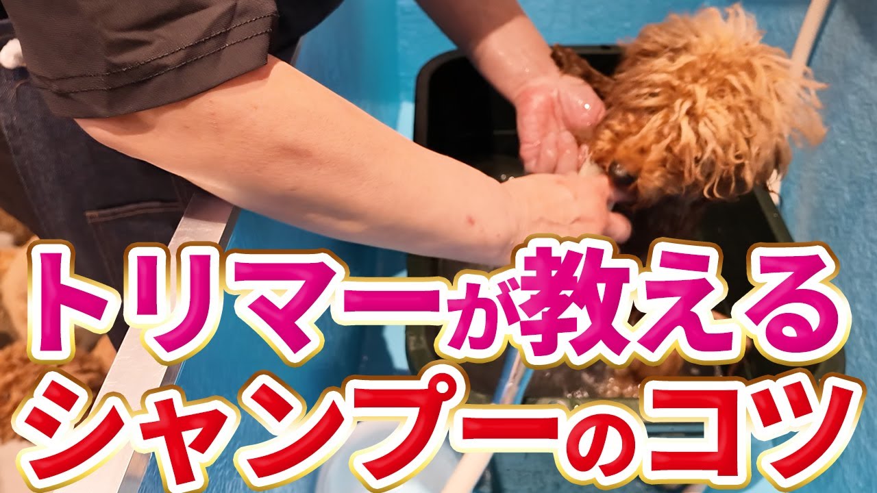 ブリーダーが教える！シャンプーのやり方とコツを紹介