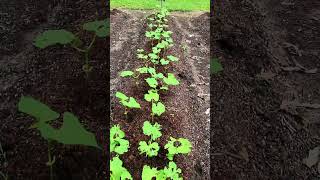 Natural Pesticide Tips for Snap Beans #snapbeans #help