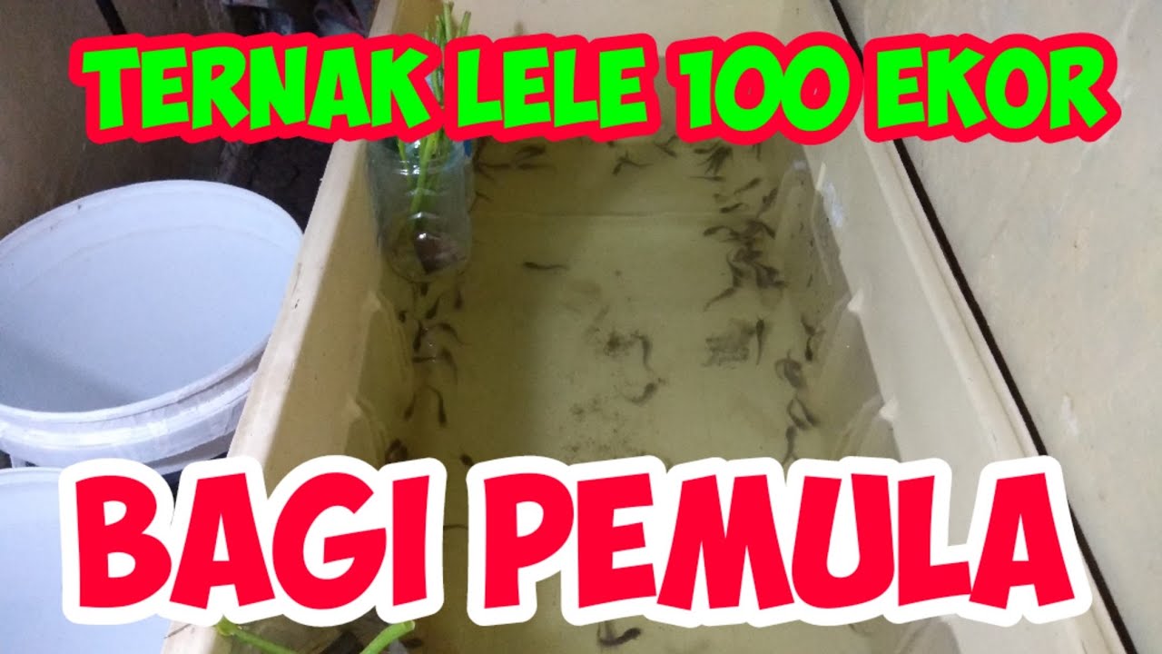 Ternak Lele Pemula - YouTube