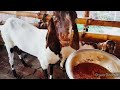 TotaporiCattle