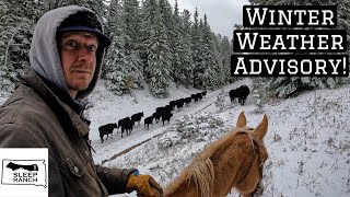 Snow Came and Cows Are Still In The Mountains!