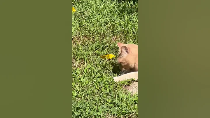Sugar