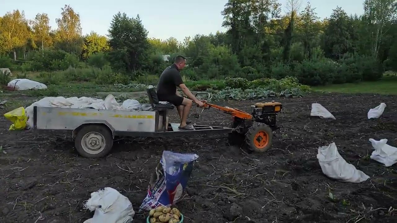 Мотоблок Кентавр.Копаю картоплю.Сезон 2025