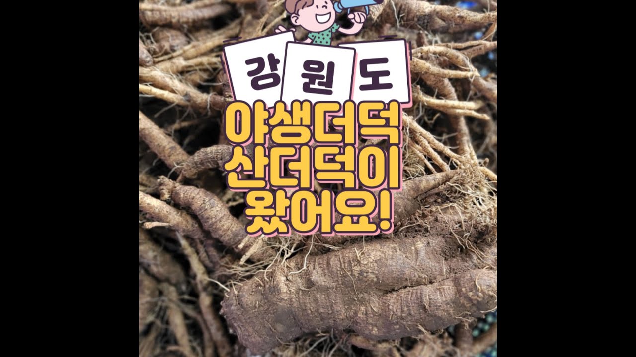 강원도 오지마을 야생더덕 산더덕 - YouTube
