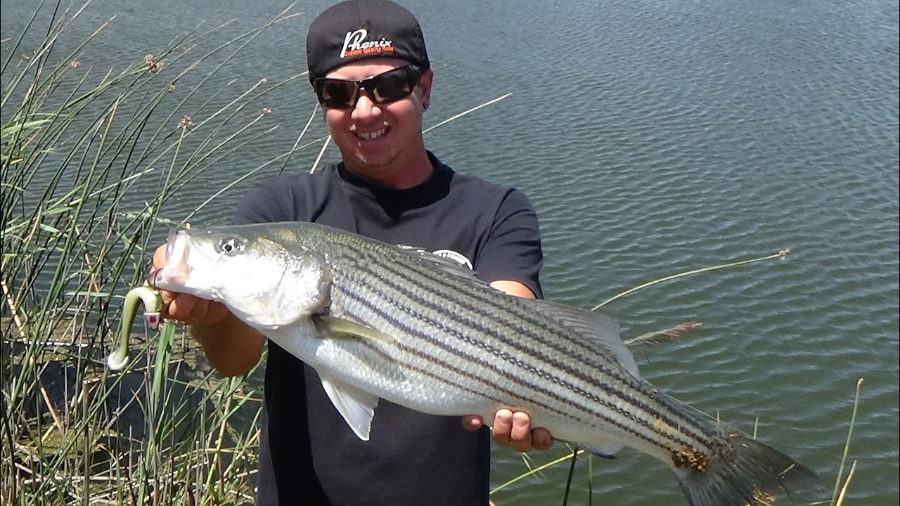 D&M AGAIN..SWIMBAIT STRIPED BASS ! - YouTube