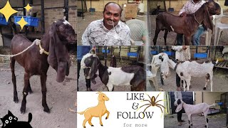 Nayaab Collection Of Hyderabadi Goats | Ablaq Gulabi Goats | Hyderabad