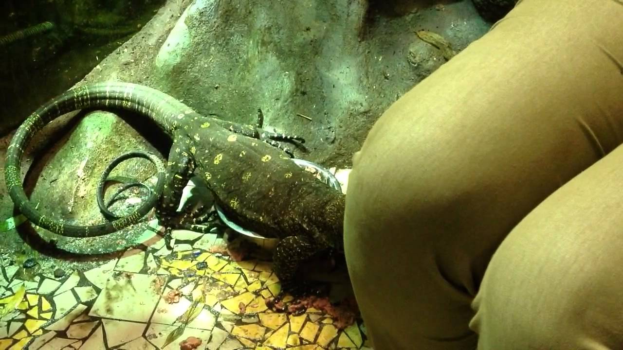 caiman lizard pet V. salvadorii female getting tame