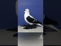سلام سلام يا اهل مكة 