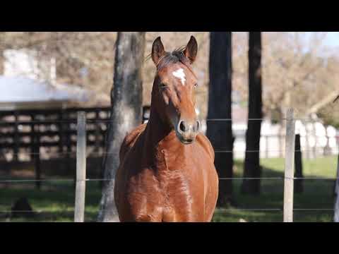 Lote 12 SANTA ALICE SAPATILHA