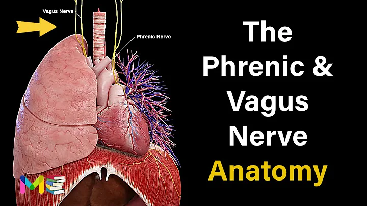 THE PHRENIC AND VAGUS NERVE ANATOMY & PHYSIOLOGY