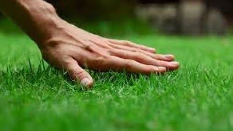 Có nên để nhiều cỏ trong vườn ăn trái, kỹ thuật trồng cây ăn trái và cách nuôi cỏ trong vườn