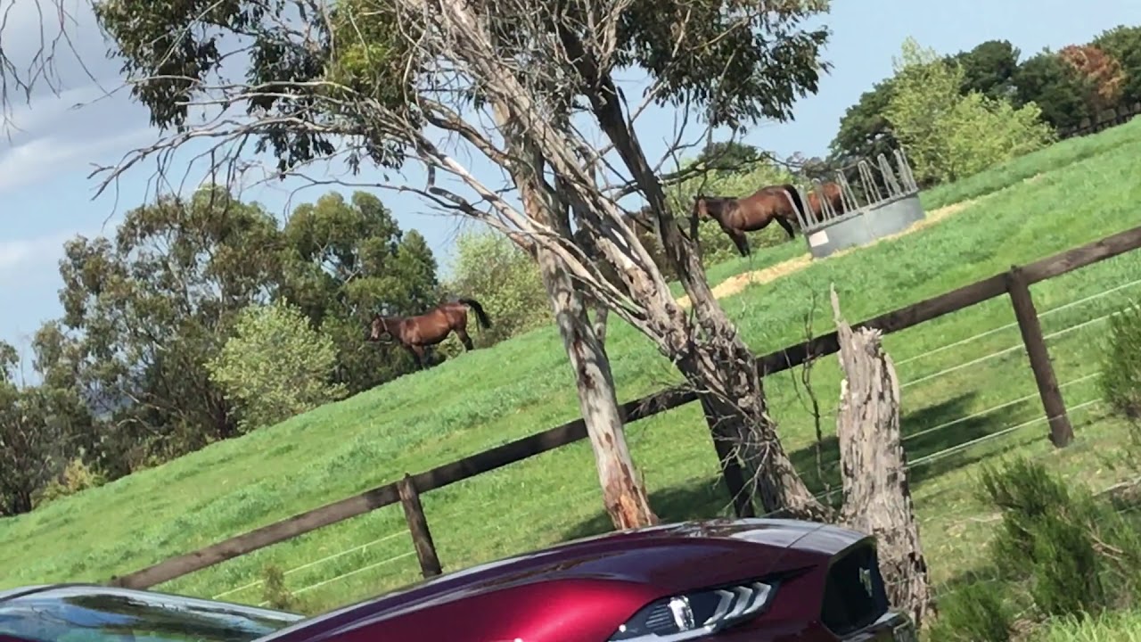 Ron Dyson Horse Whinny Sounds Car Horn Review YouTube