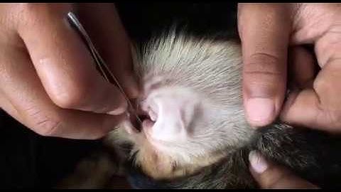 How To Remove Many Tick From Dog - Dog Tick Removing